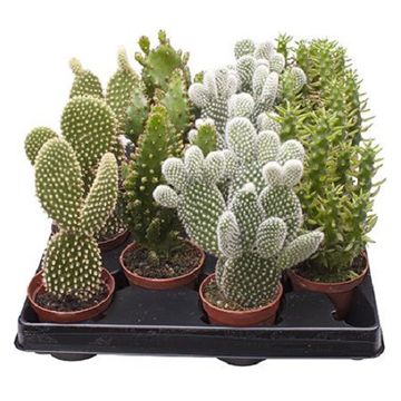 Opuntia MIX