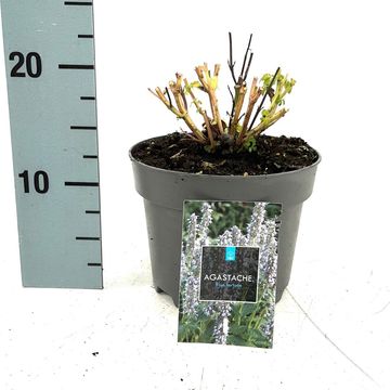 Agastache 'Blue Fortune'