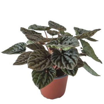 Peperomia caperata 'Weiss Burgunder'