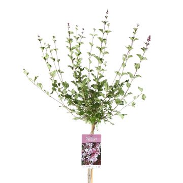 Syringa meyeri 'Palibin'