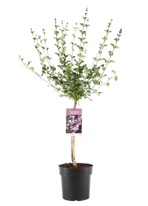 Syringa meyeri 'Palibin'