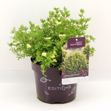 Potentilla fruticosa LEMON MERINGUE