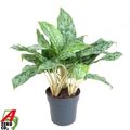 Aglaonema 'Peacock'