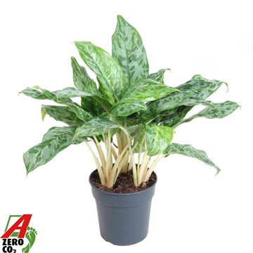 Aglaonema 'Peacock'