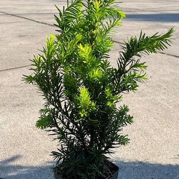 Taxus x media 'Densiformis'