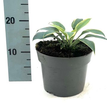 Hosta 'First Frost'