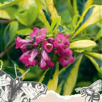 Escallonia laevis 'Gold Ellen'