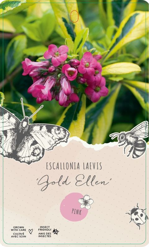 Escallonia laevis 'Gold Ellen'