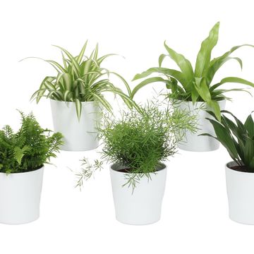 Houseplants MIX