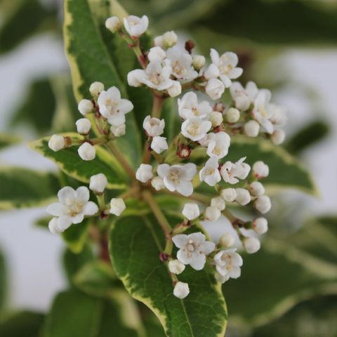 Viburnum tinus 'White Egret'