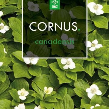 Cornus canadensis