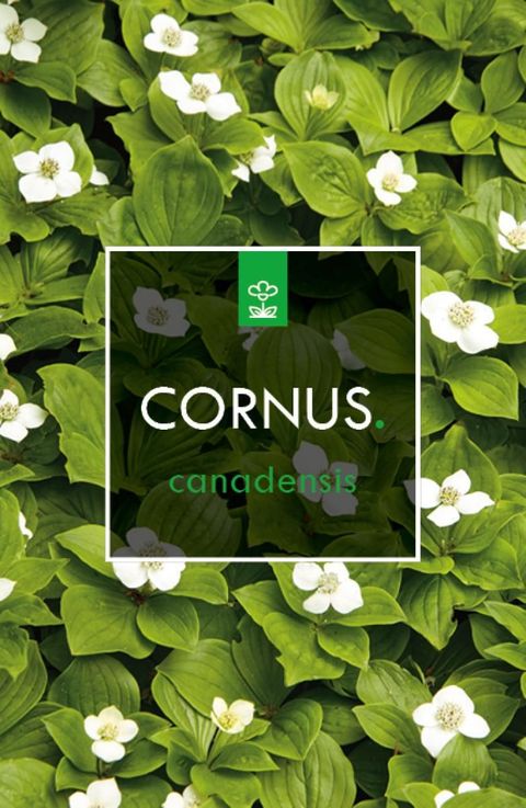 Cornus canadensis