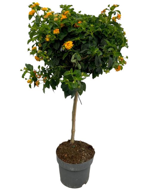 Lantana 'Silves Compact'