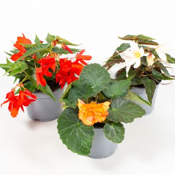 Begonia TUBEROSA MIX