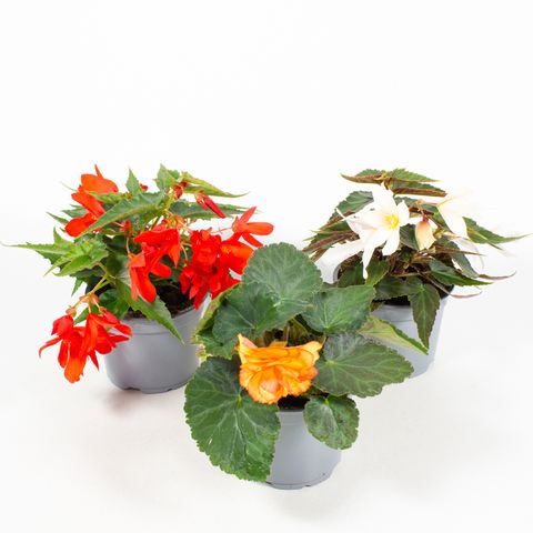 Begonia TUBEROSA MIX