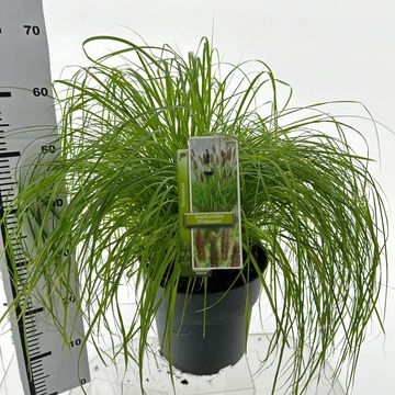 Pennisetum alopecuroides viridescens