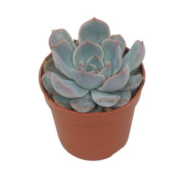 Echeveria 'Orion'