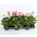 Pelargonium TOSCANA LINUS