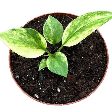 Anthurium vittariifolium 'Variegata'