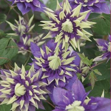 Clematis 'Taiga'