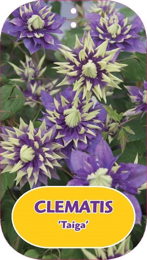 Clematis 'Taiga'