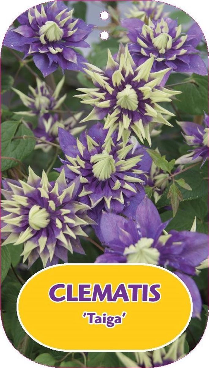 Clematis 'Taiga' — Plant Wholesale FlorAccess