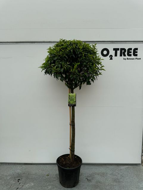 Prunus lusitanica 'Angustifolia'