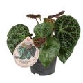 Begonia ferox