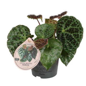 Begonia ferox