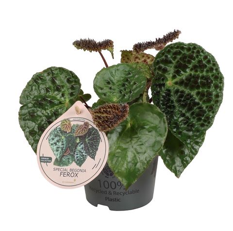Begonia ferox