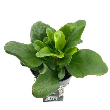 Bergenia 'Bressingham White'