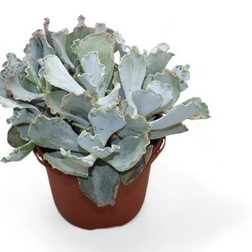 Cotyledon undulata