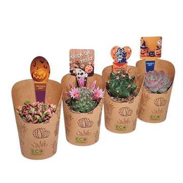 Cactus / Succulents MIX