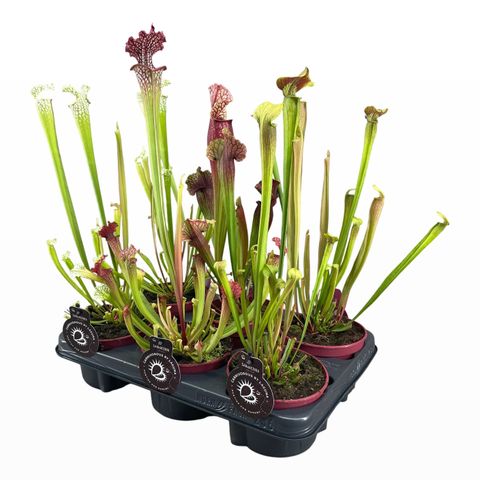 Sarracenia MIX