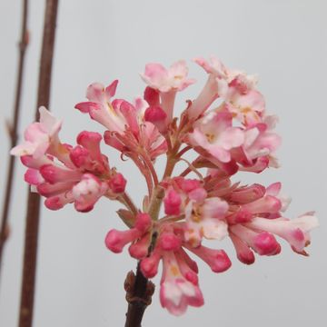 Viburnum x bodnantense 'Charles Lamont'