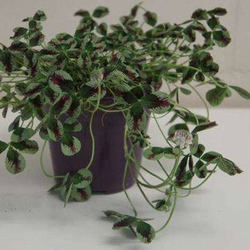 Trifolium repens MIX