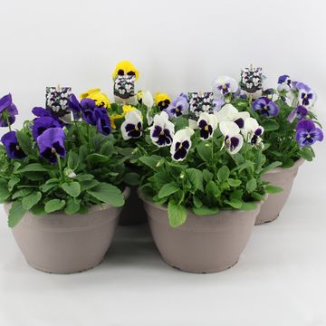 Viola x wittrockiana MATRIX MIX