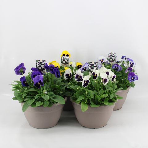 Viola x wittrockiana MATRIX MIX