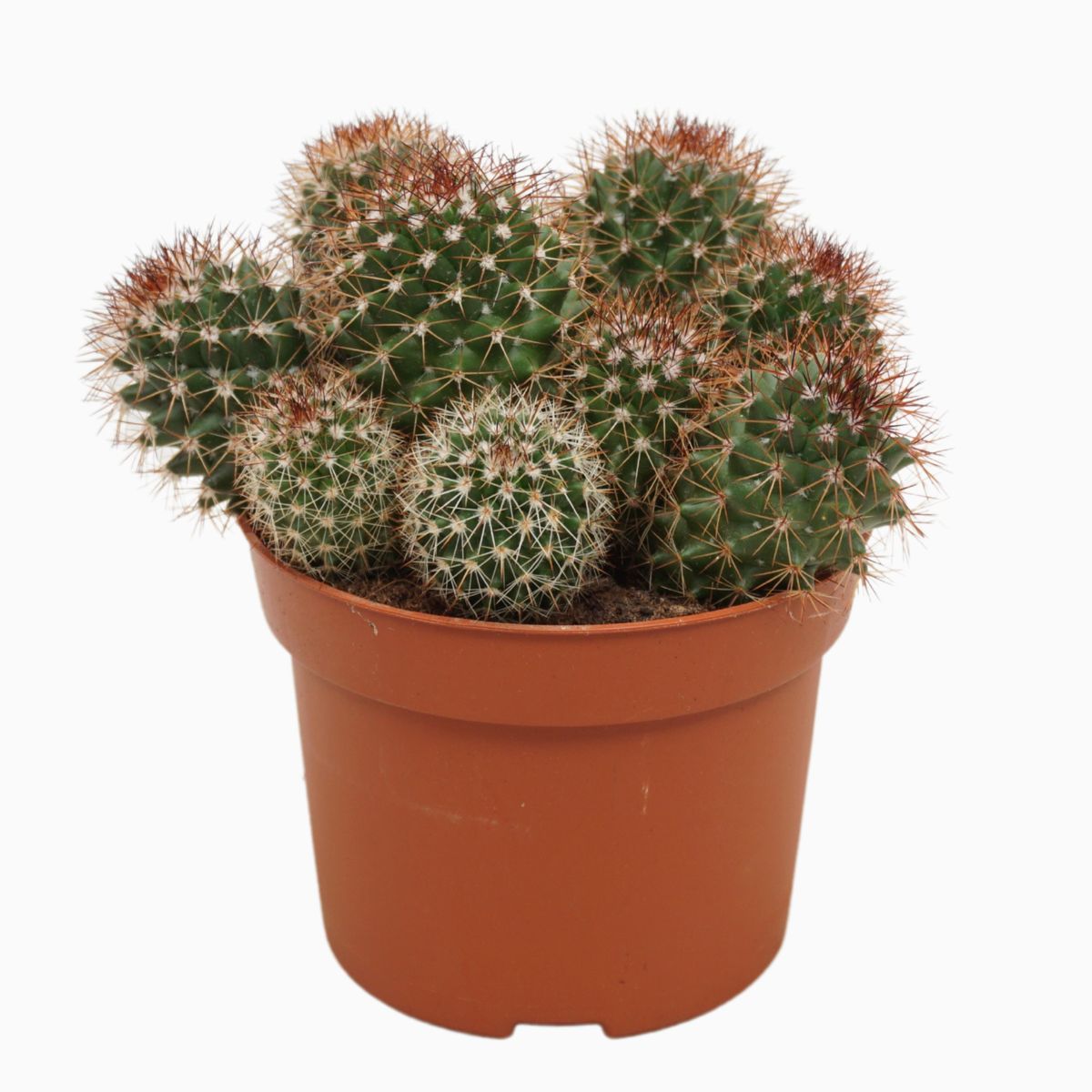 Mammillaria ernestii  Plant Wholesale FlorAccess