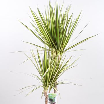 Dracaena marginata 'Sunray'