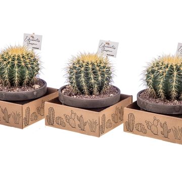 Echinocactus grusonii