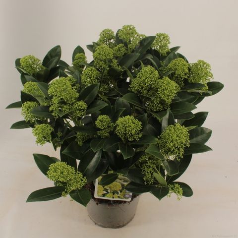 Skimmia japonica ВАЙТ ГЛОБ