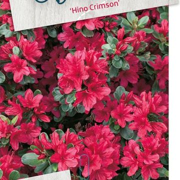 Rhododendron 'Hino Crimson' (AJ)