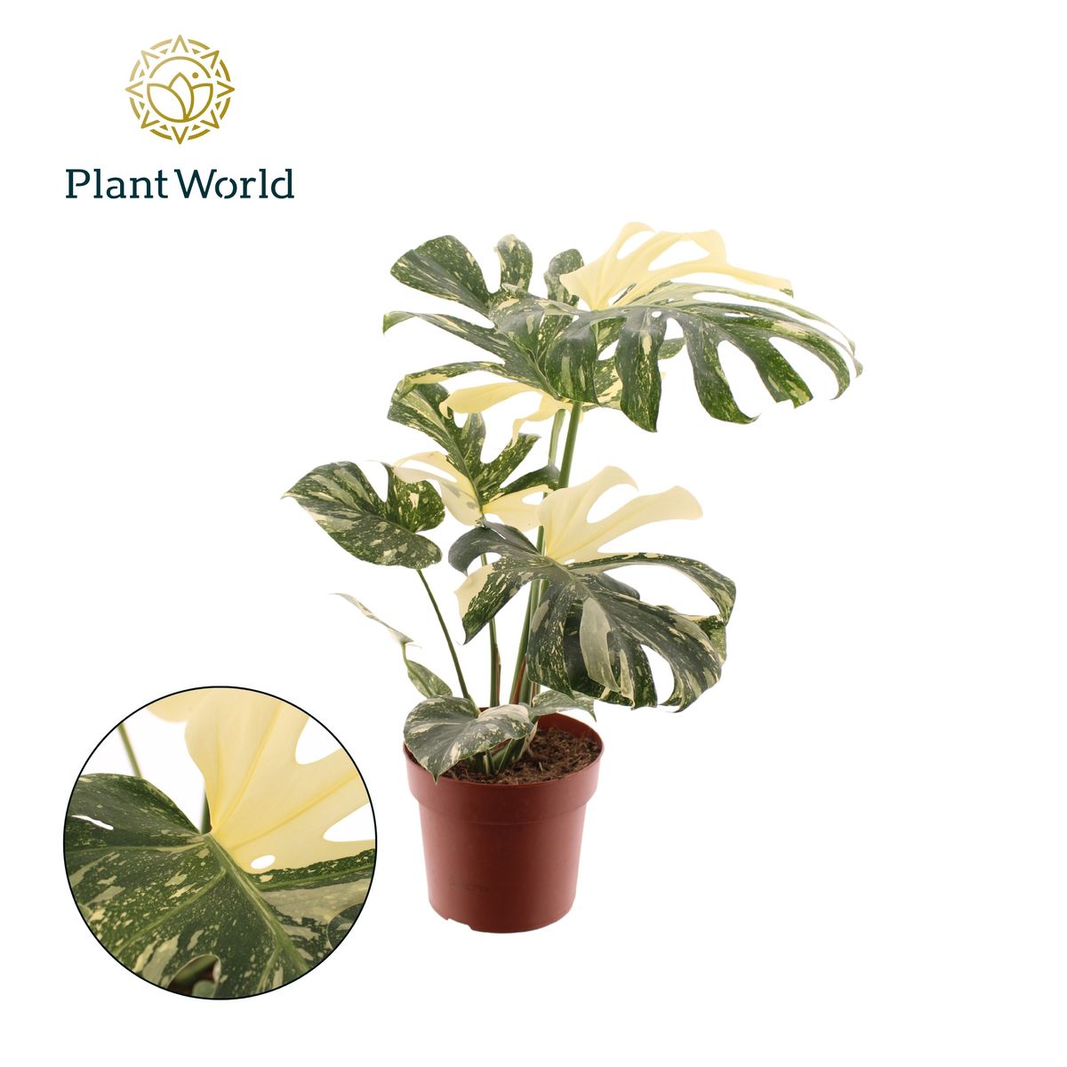 philodendron scandens brasil pflege Tipps zur Pflege deiner Pflanze : Philodendron scandens  PflanzenFuerAlle