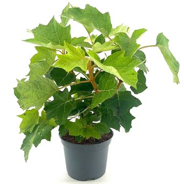 Hydrangea quercifolia 'Munchkin'