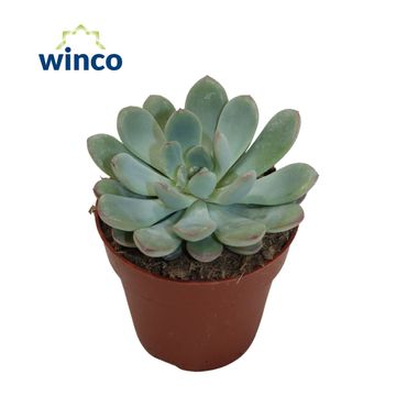 Echeveria 'Morning Dew'