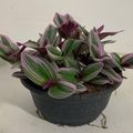 Tradescantia albiflora 'Nanouk'