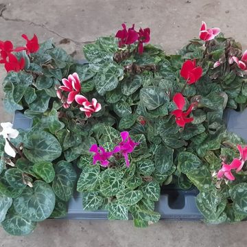 Cyclamen SUPER SERIE VERANO MIX