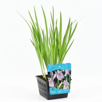 Iris laevigata 'Rose Queen'