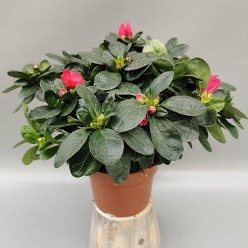 Rhododendron 'Nordlicht'